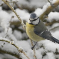 Blåmejse (Cyanistes caeruleus)