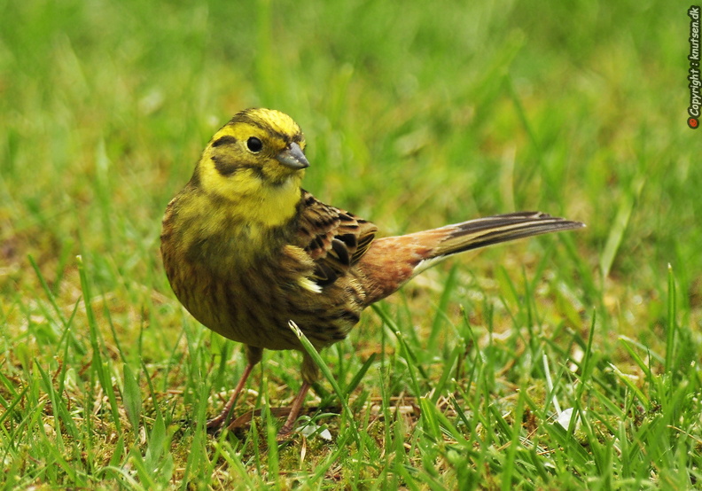 _DSC0222 Gulspurv (Emberiza citrinella).JPG