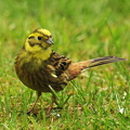 Gulspurv (Emberiza citrinella)