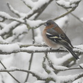 Bogfinke (Fringilla coelebs)