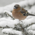 Bogfinke (Fringilla coelebs)