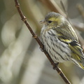  Grønsisken (Carduelis spinus)