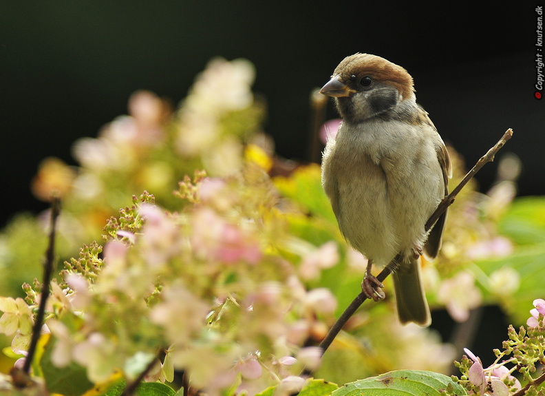_DSC0521 Skovspurv (Passer montanus).JPG