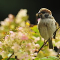 Skovspurv (Passer montanus)