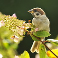 Skovspurv (Passer montanus)
