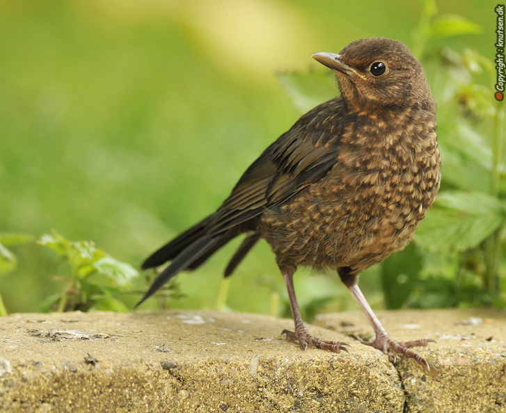 _DSC0785 Solsort (Turdus merula)t.jpg