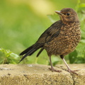 Solsort (Turdus merula)t
