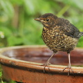 Solsort (Turdus merula)