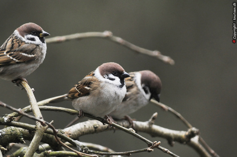 _DSC1253 Skovspurv (Passer montanus).jpg