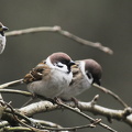 Skovspurv (Passer montanus)