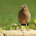 Solsort (Turdus merula)