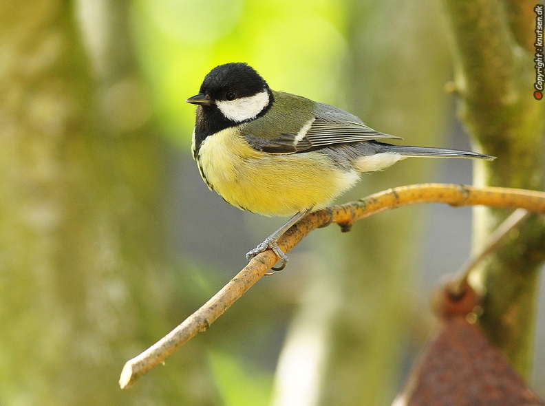 _DSC1890 Musvit (Parus major).JPG