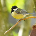Musvit (Parus major)