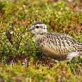 Pomeransfugl (Charadrius morinellus)l