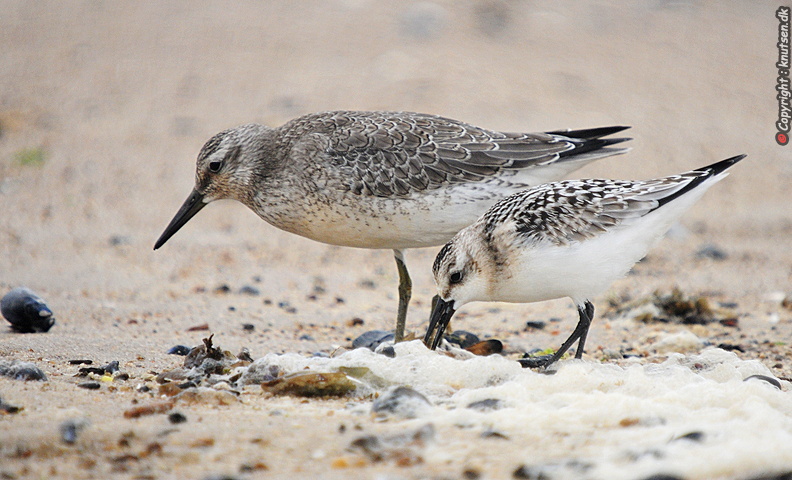 DSC_9044 Sandløber og xxx (Calidris alba).jpg