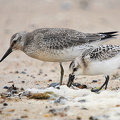 Sandløber og Ryle (Calidris alba)