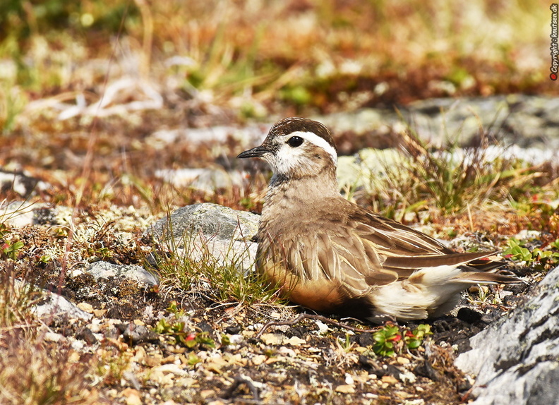 DSC_9055 Pomeransfugl (Charadrius morinellus).JPG