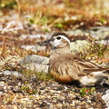Pomeransfugl (Charadrius morinellus)