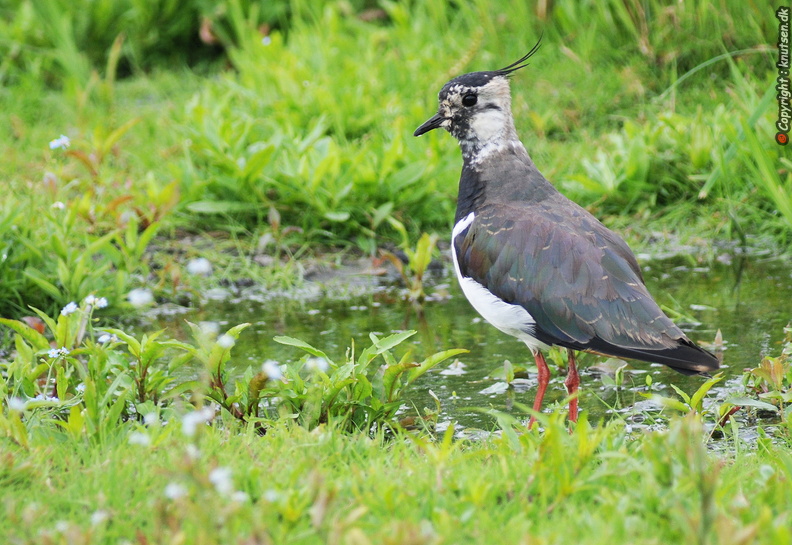 DSC_9170 Vibe (Vanellus vanellus).JPG