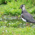 Vibe (Vanellus vanellus)