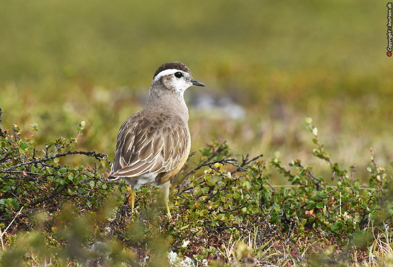 DSC_9187 Pomeransfugl (Charadrius morinellus)l.JPG