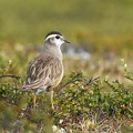 Pomeransfugl (Charadrius morinellus)