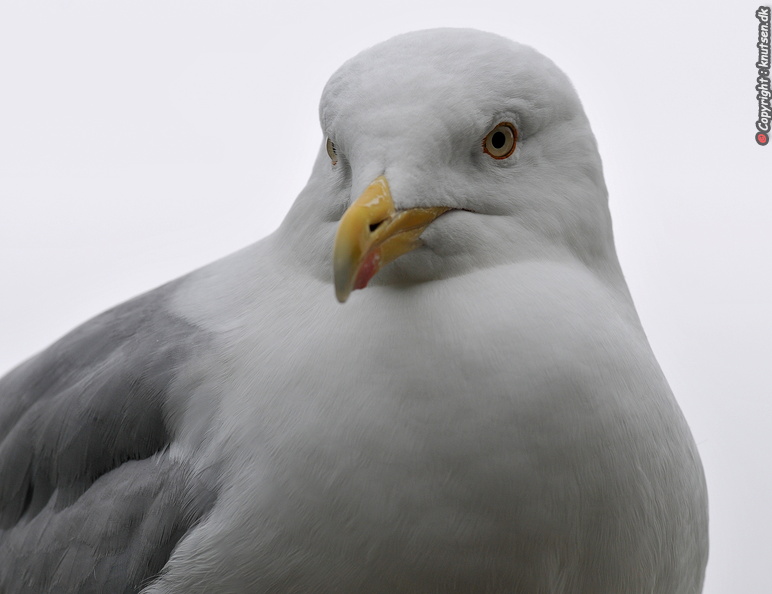DSC_9335 Sølvmåge (Larus argentatus) .JPG