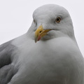 Sølvmåge (Larus argentatus) 