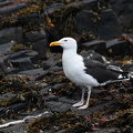 Svartbag( Larus masrinus)