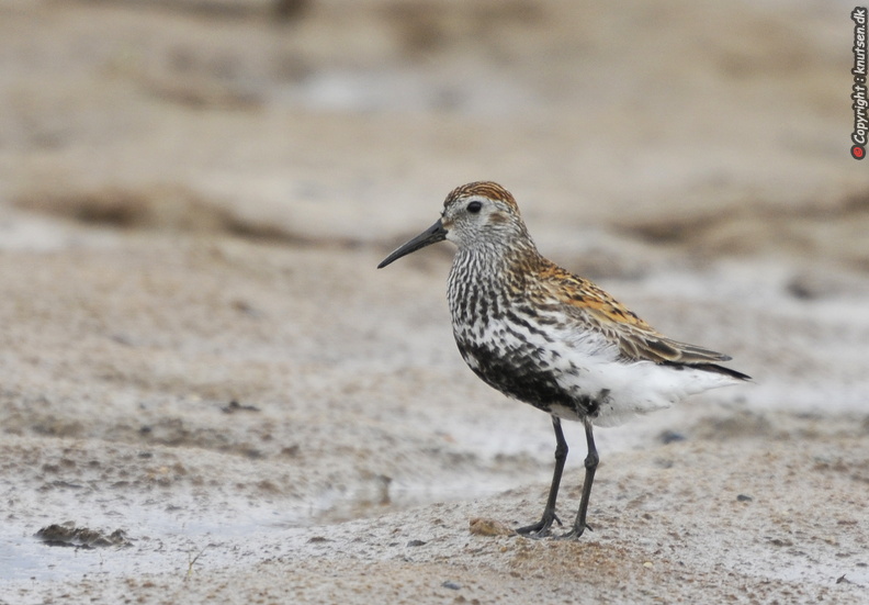 _DSC3534 Almindelig Ryle (Calidris alpina).jpg