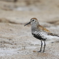 Almindelig Ryle (Calidris alpina)