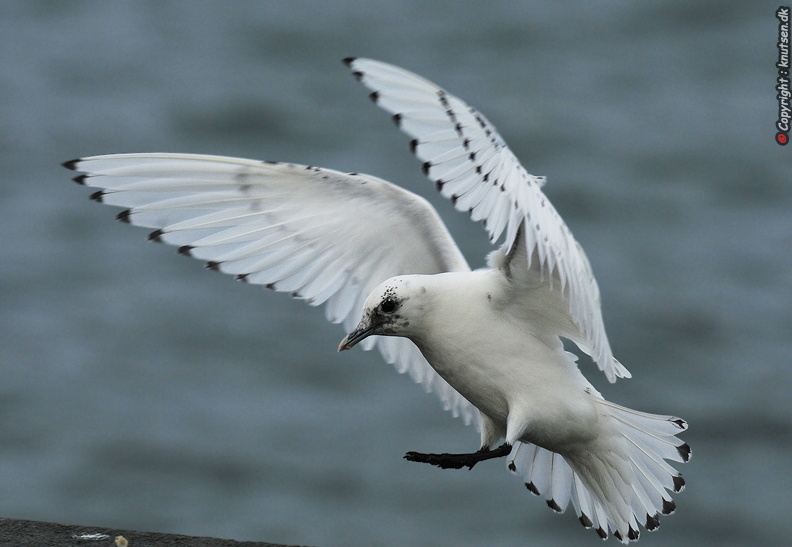 _DSC5056 Ismåge (Pagophila eburnea).JPG