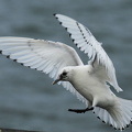 Ismåge (Pagophila eburnea)