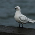 Ismåge (Pagophila eburnea)