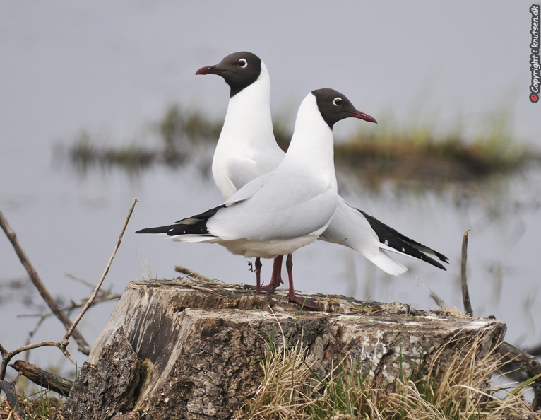_DSC5948 Hættemåge (Chroicocephalus ridibundus) .JPG