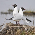 Hættemåge (Chroicocephalus ridibundus) 