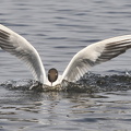 Hættemåge (Chroicocephalus ridibundus) 