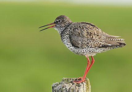 Rødben (Tringa totanus)