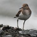 Mudderklire (Actitis hypoleucos)
