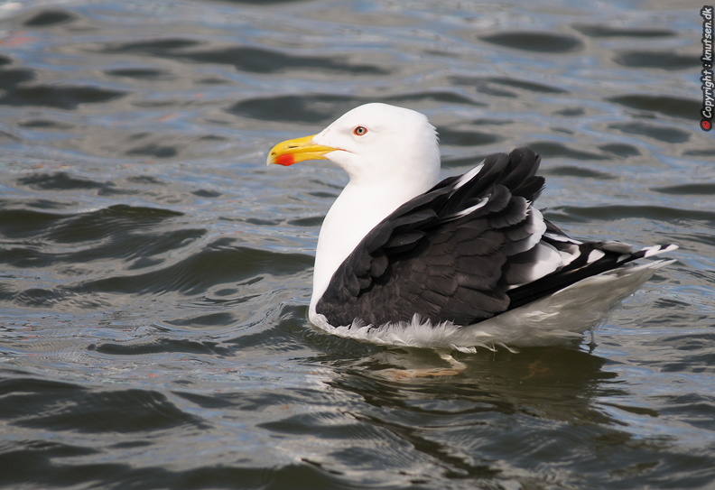 DSC_0509 Svartbag (Larus marinus).jpg