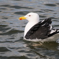 Svartbag (Larus marinus)