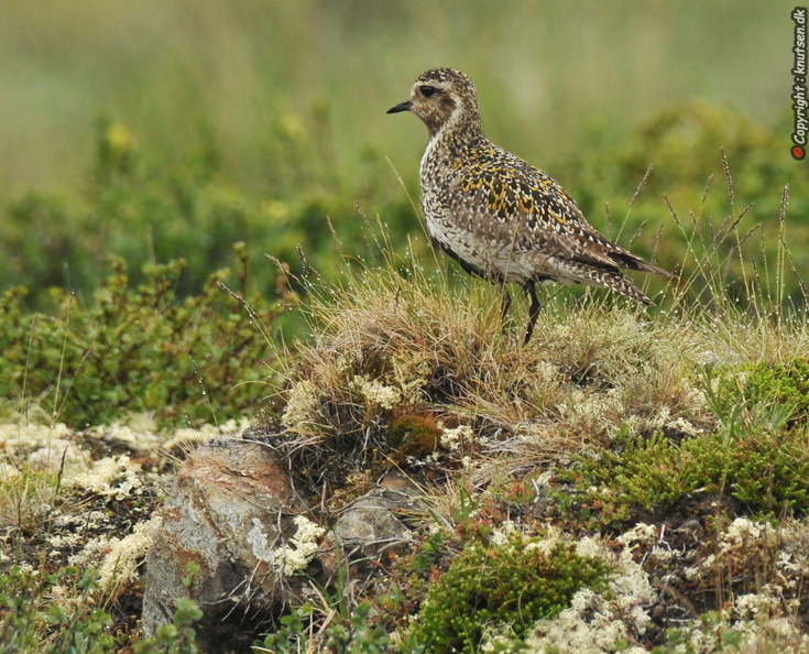 DSC_0649 Hjejle  (Pluvialis apricaria).JPG