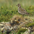 Hjejle  (Pluvialis apricaria)