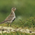 Hjejle  (Pluvialis apricaria)