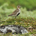 Hjejle (Pluvialis apricaria)