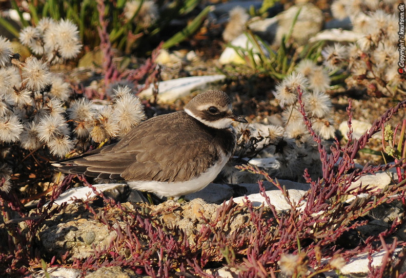DSC_0831 Stor Præstekrave (Charadrius hiaticula).jpg