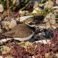 Stor Præstekrave (Charadrius hiaticula)