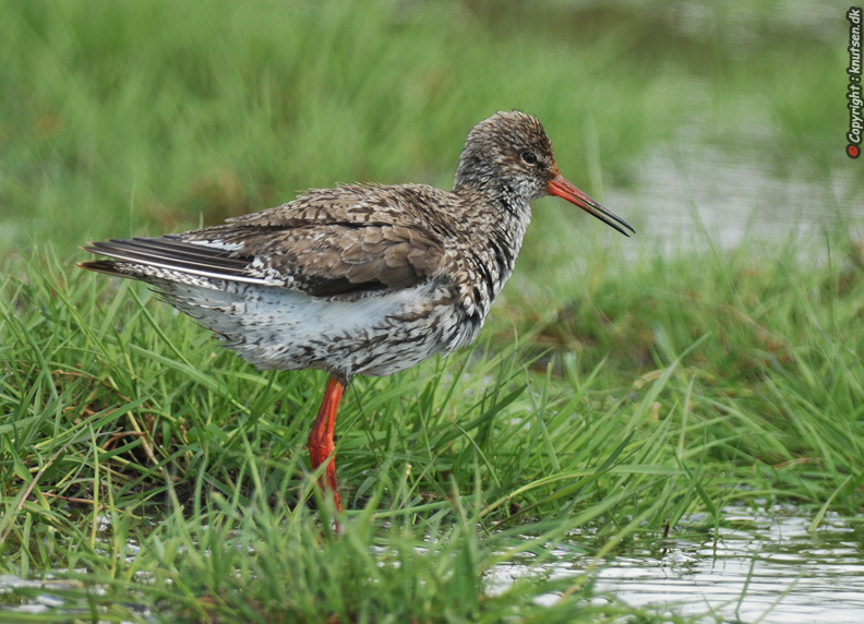 DSC_3804 Rødben (Tringa totanus).jpg