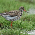 Rødben (Tringa totanus)