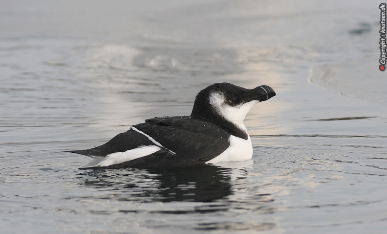 DSC_4032 Alk (Alca torda).jpg